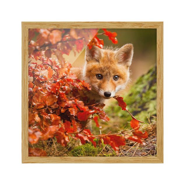 Tavlor med ram landskap Fox In Autumn