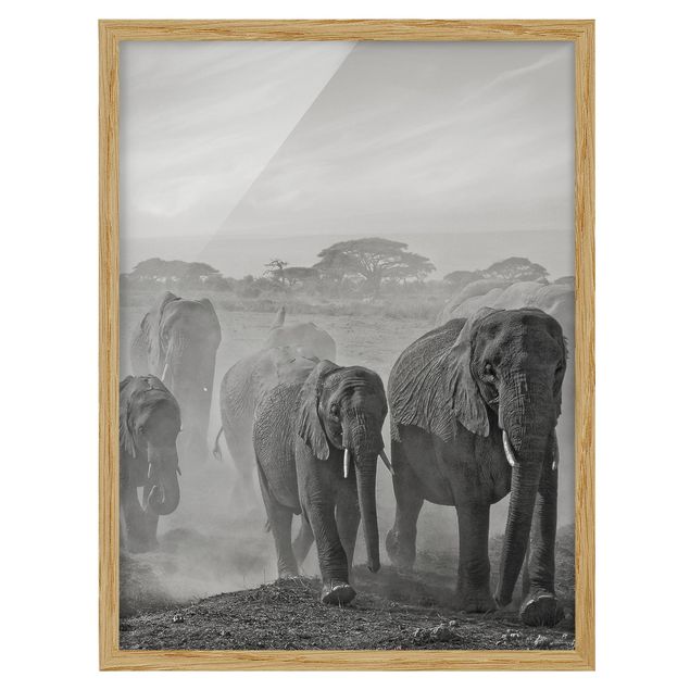 Tavlor med ram svart och vitt Herd Of Elephants