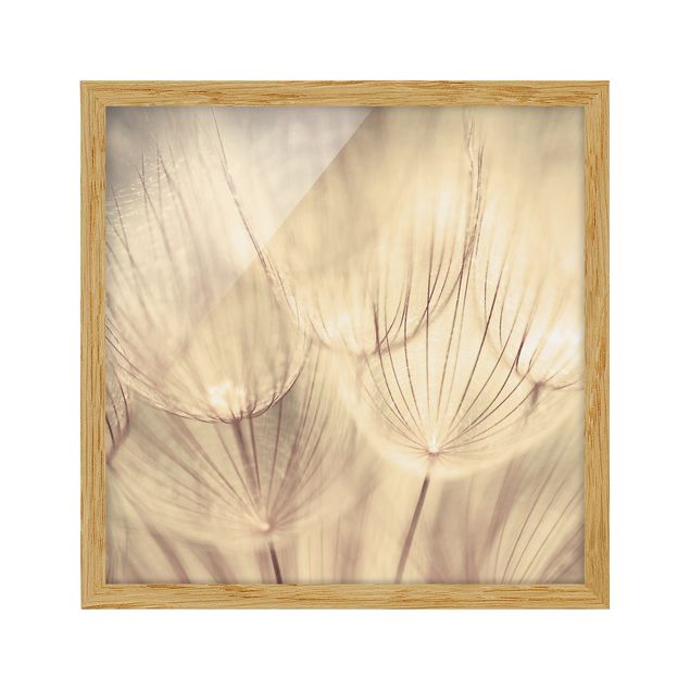 Tavlor blommor Dandelions Close-Up In Cozy Sepia Tones