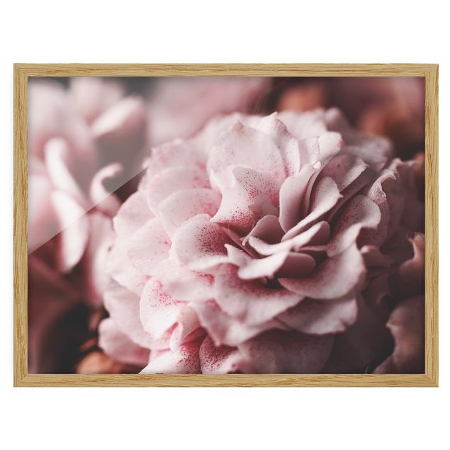 Tavlor blommor  Shabby Light Pink Rose Pastel