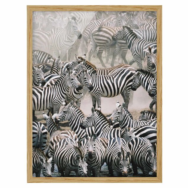 Tavlor med ram djur Zebra Herd