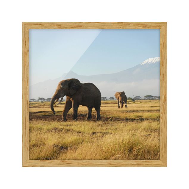 Tavlor med ram landskap Elephants In Front Of The Kilimanjaro In Kenya
