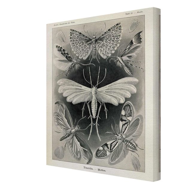 Canvastavlor djur Vintage Board Moths And Butterflies
