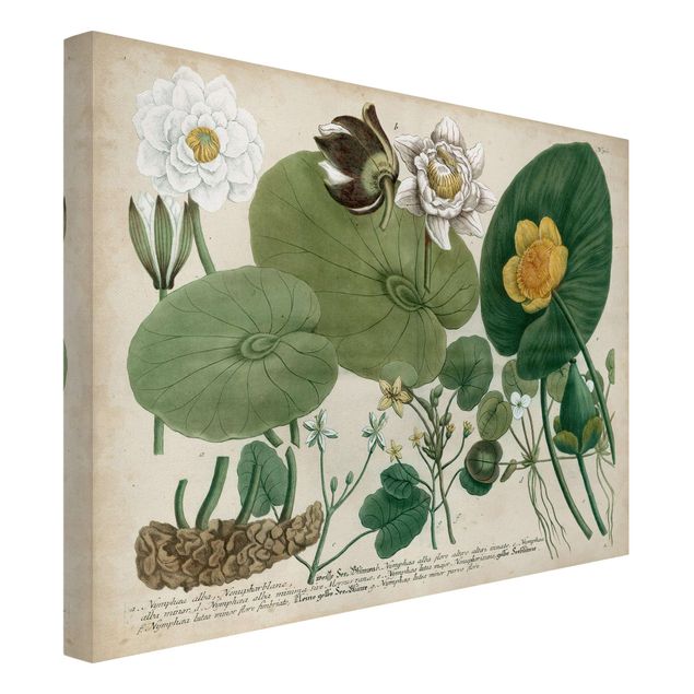 Tavlor blommor Vintage Board White Water-Lily