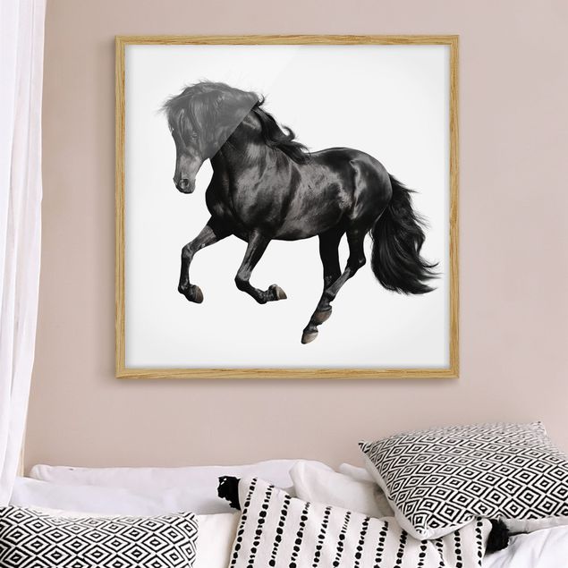 Tavlor med ram svart och vitt Arabian Stallion