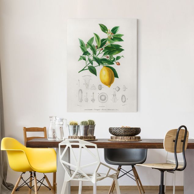 Canvastavlor grönsaker och frukt Botany Vintage Illustration Of Lemon