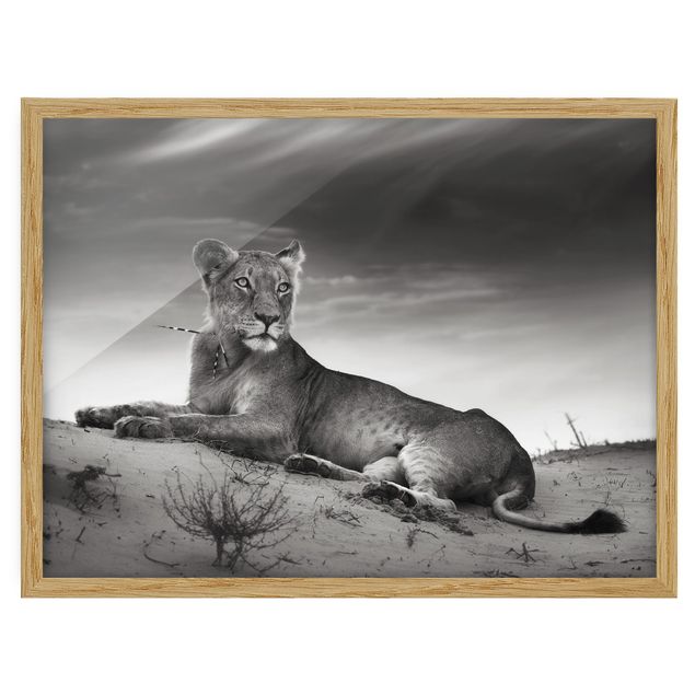 Tavlor med ram djur Resting Lion