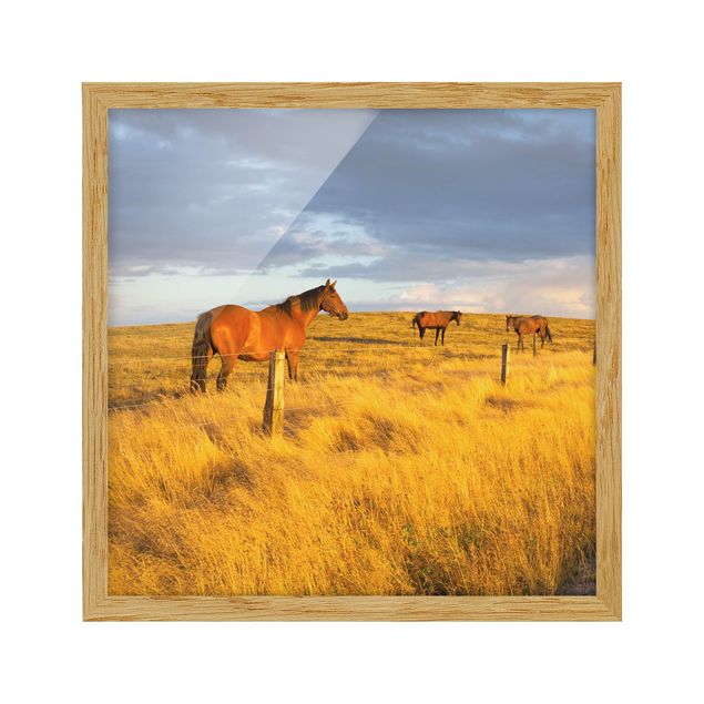Tavlor med ram landskap Field Road And Horse In Evening Sun