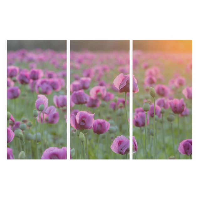 Tavlor blommor Purple Poppy Flower Meadow In Spring