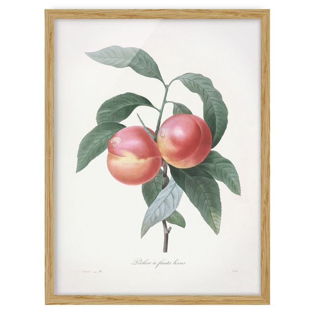Tavlor blommor Botany Vintage Illustration Peach