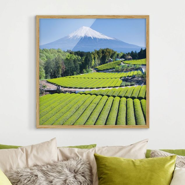 Tavlor träd Tea Fields In Front Of The Fuji