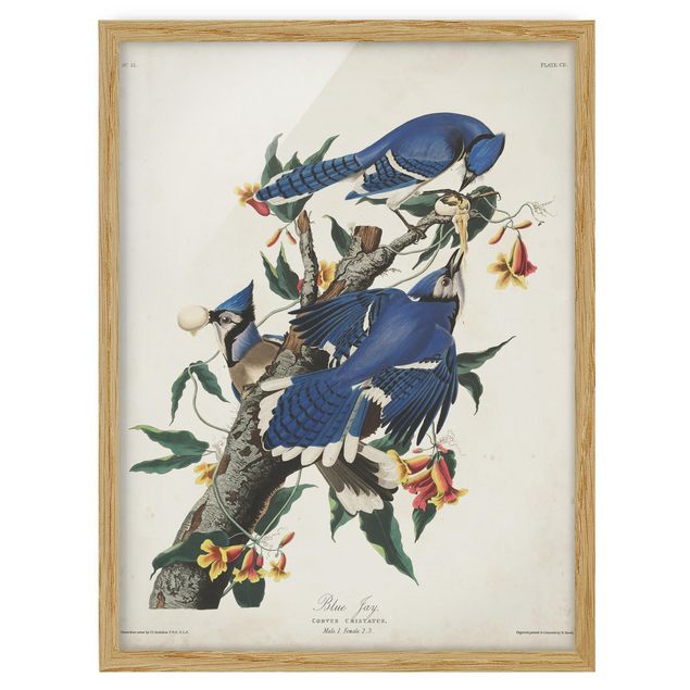 Tavlor blommor  Vintage Board Blue Jays