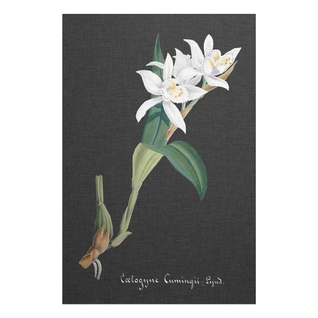 Tavlor blommor White Orchid On Linen II