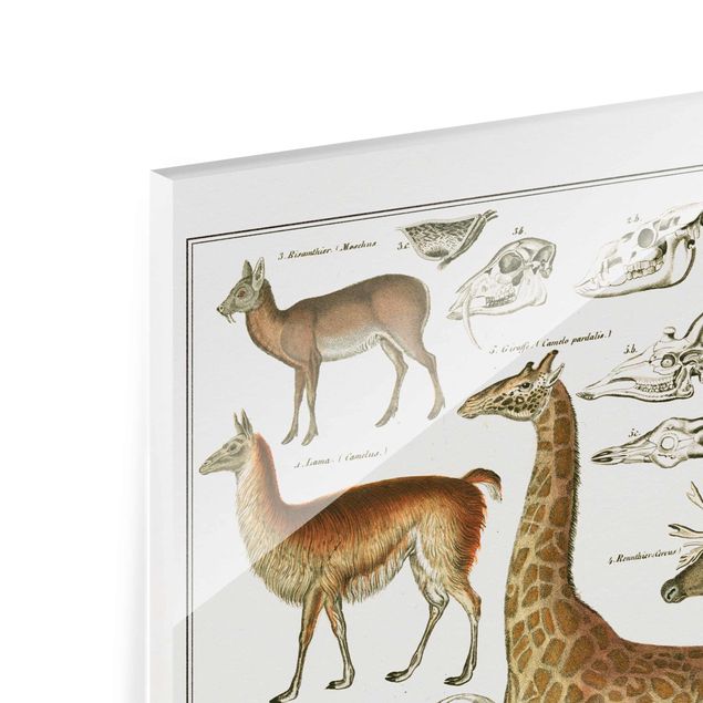 Tavlor brun Vintage Board Giraffe, Camel And IIama