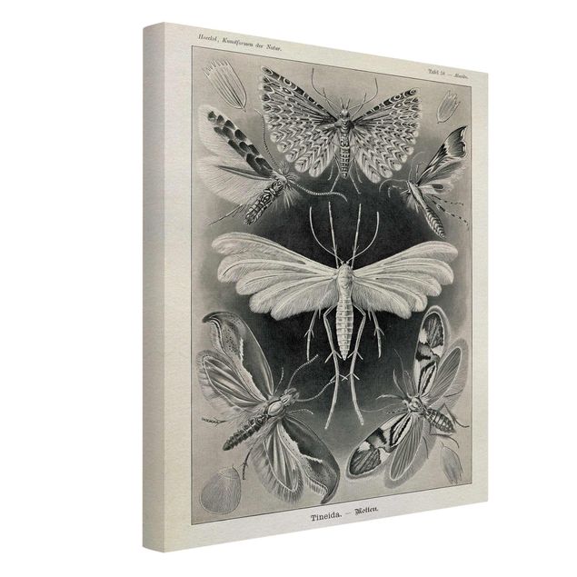 Canvastavlor svart och vitt Vintage Board Moths And Butterflies