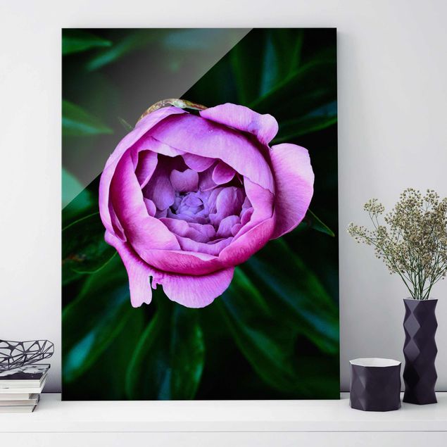 Glas Magnetboard Purple Peonies Blossoms In Front Of Leaves