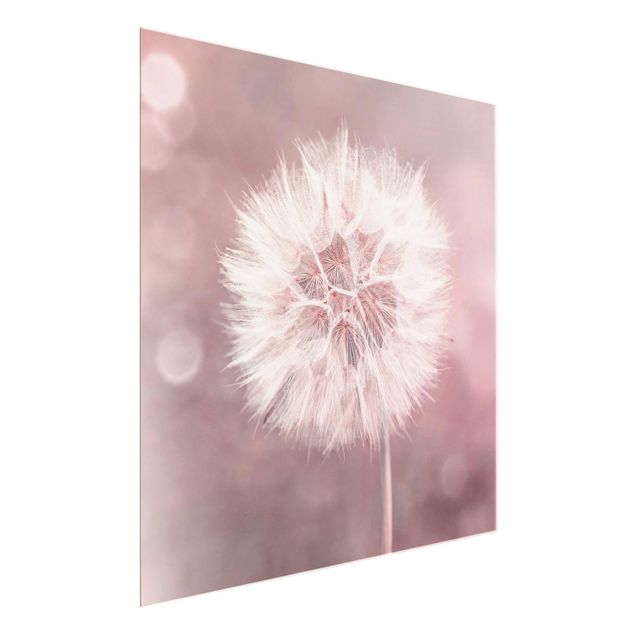 Tavlor blommor Dandelion Bokeh Light Pink