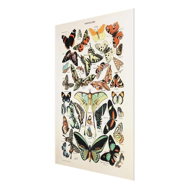 Tavlor turkos Vintage Board Butterflies And Moths