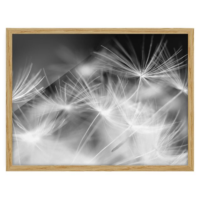 Tavlor med ram svart och vitt Moving Dandelions Close Up On Black Background