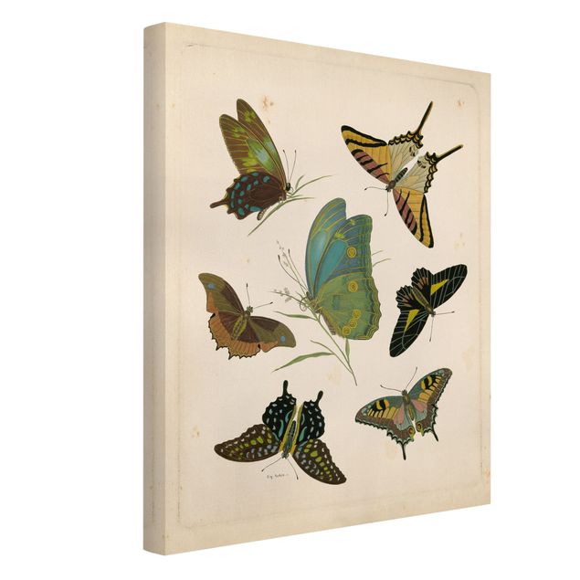 Canvastavlor vintage Vintage Illustration Exotic Butterflies