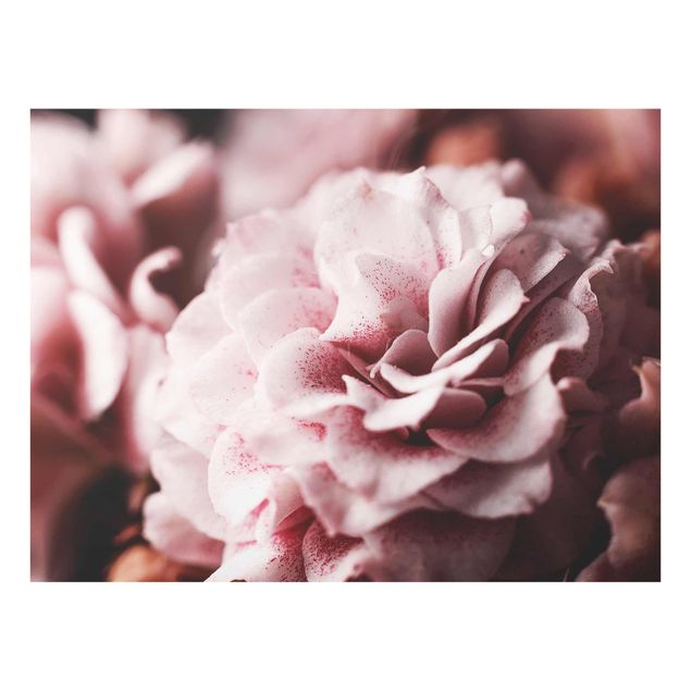 Tavlor blommor Shabby Light Pink Rose Pastel