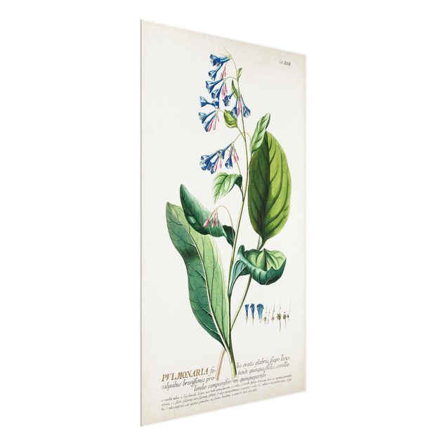 Tavlor blommor Vintage Botanical Illustration Lungwort