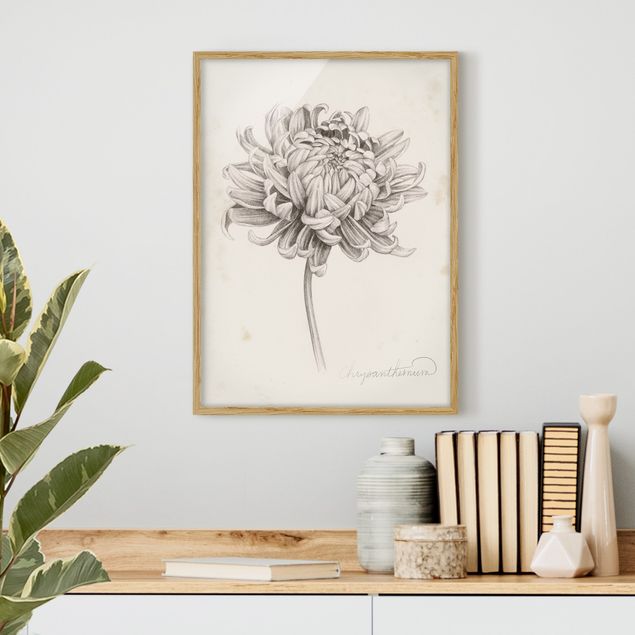 Kök dekoration Botanical Study Chrysanthemum I