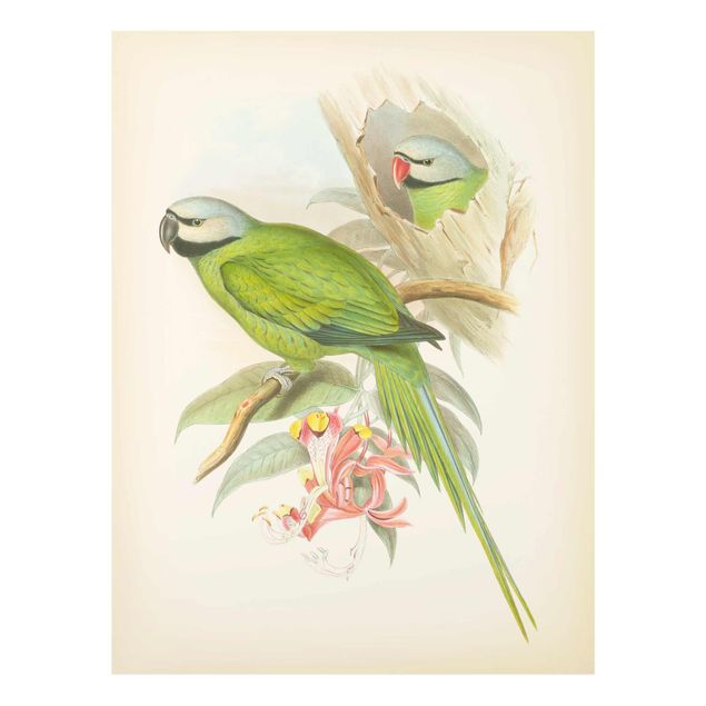 Tavlor grön Vintage Illustration Tropical Birds II