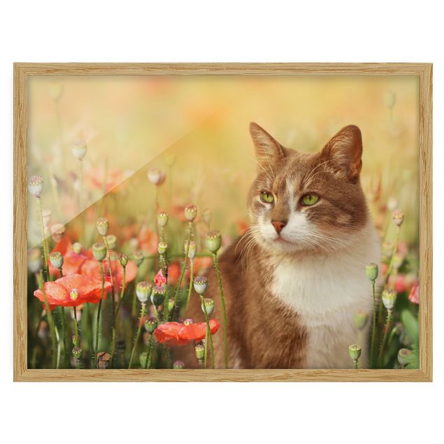 Tavlor med ram blommor  Cat In A Field Of Poppies
