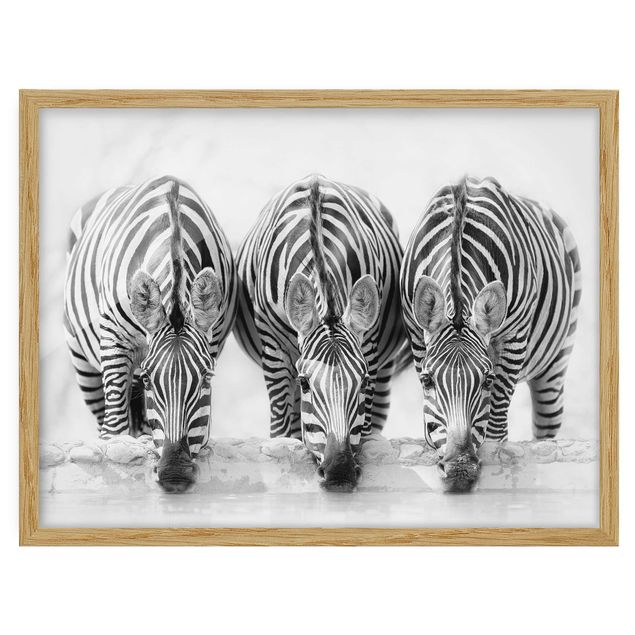 Tavlor med ram djur Zebra Trio In Black And White