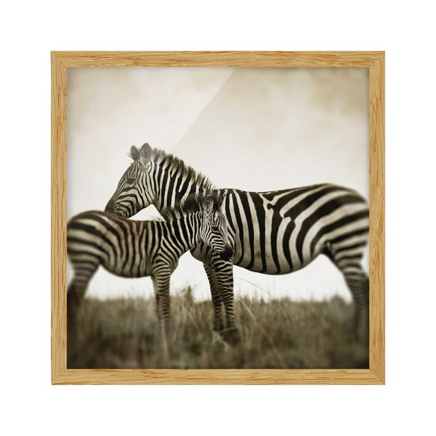 Tavlor med ram djur Zebra Couple