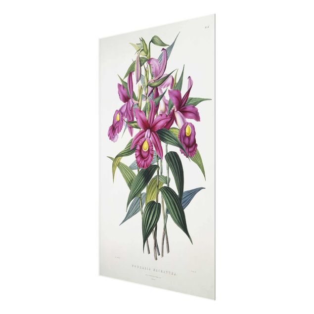 Glastavlor blommor  Maxim Gauci - Orchid I