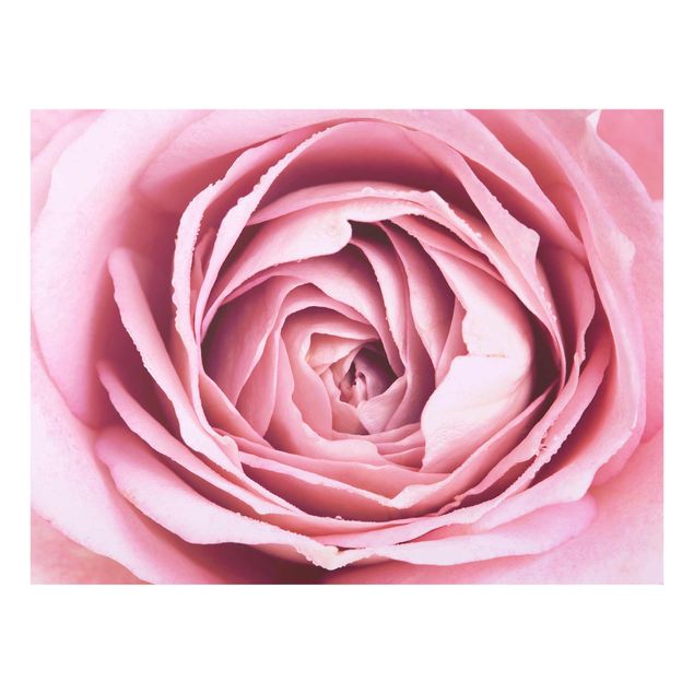 Tavlor blommor Pink Rose Blossom