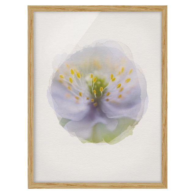 Tavlor blommor  WaterColours - Anemones Beauty
