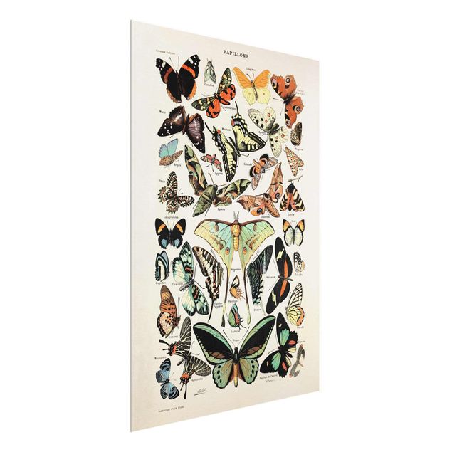 Tavlor retro Vintage Board Butterflies And Moths