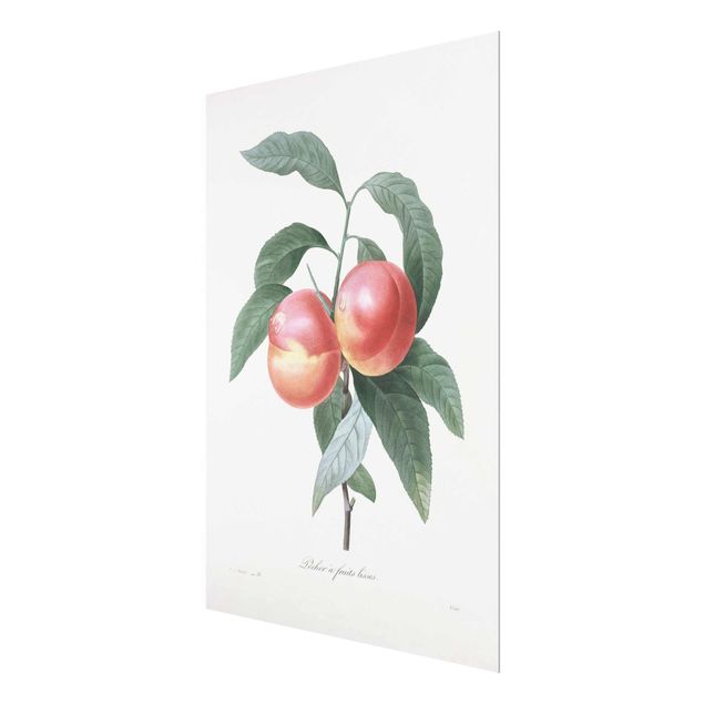 Tavlor Botany Vintage Illustration Peach