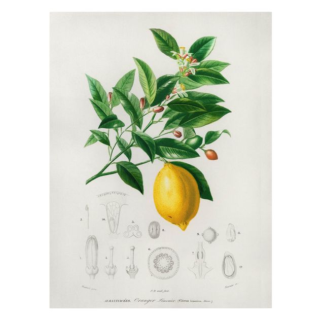 Tavlor blommor Botany Vintage Illustration Of Lemon
