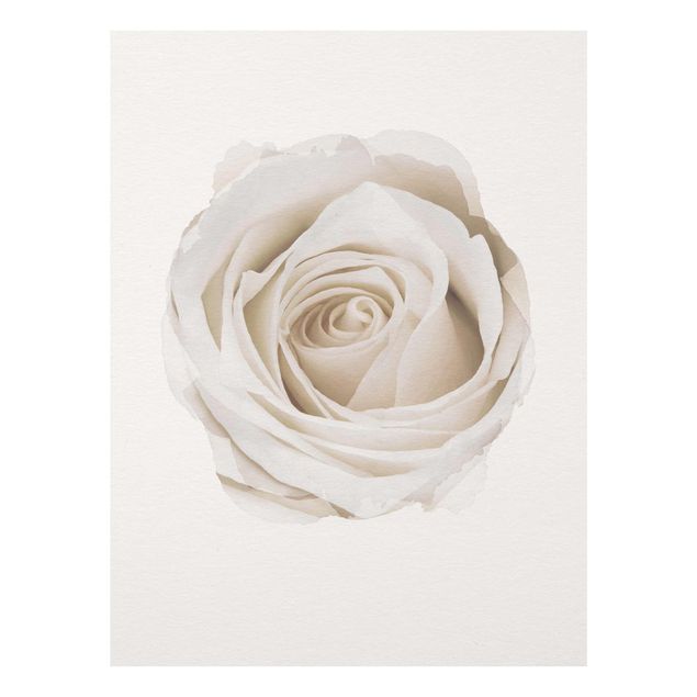 Tavlor blommor WaterColours - Pretty White Rose