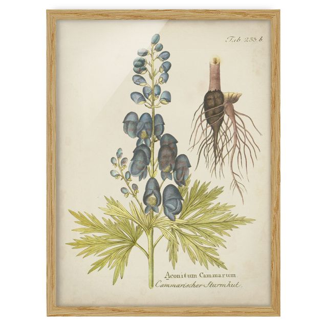 Tavlor blommor  Vintage Botany In Blue Monkshood