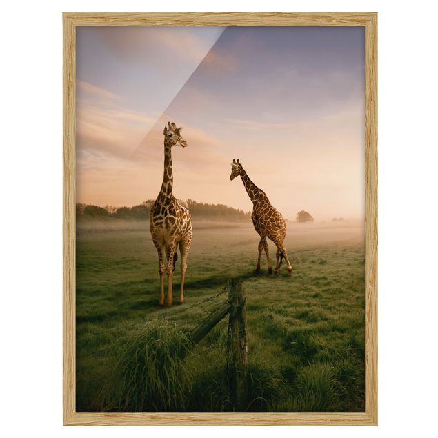 Tavlor med ram landskap Surreal Giraffes