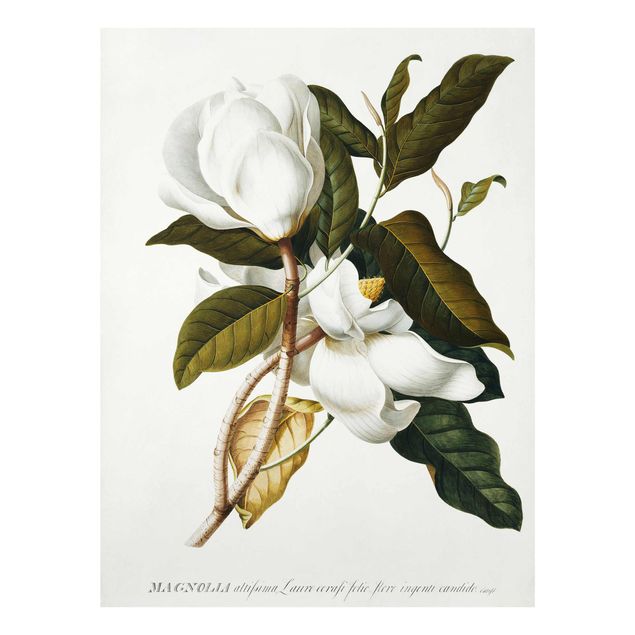 Glastavlor blommor  Georg Dionysius Ehret - Magnolia