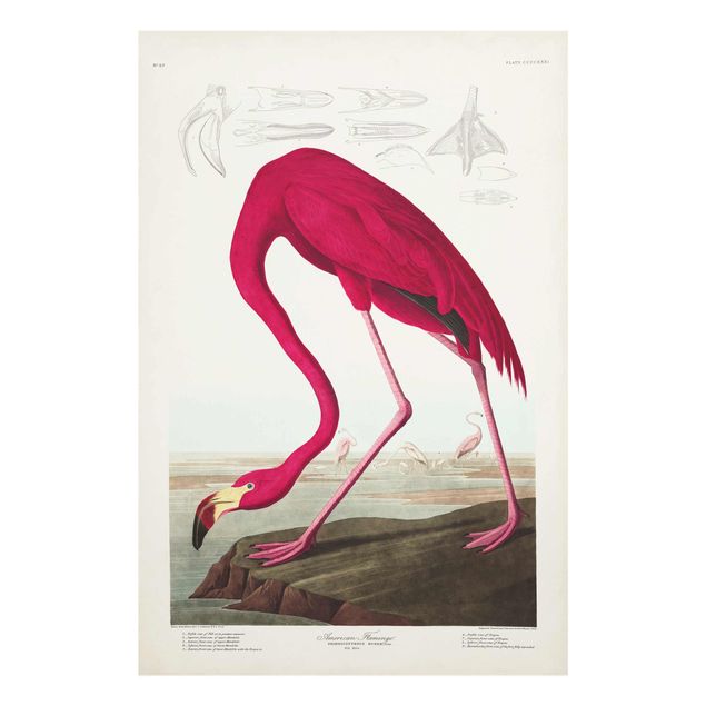 Tavlor Vintage Board American Flamingo