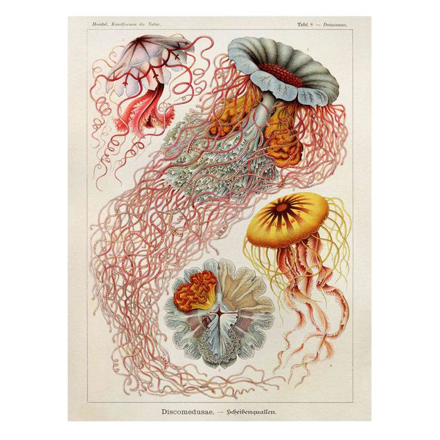 Tavlor röd Vintage Board Jellyfish