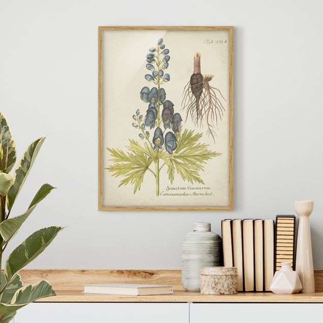 Kök dekoration Vintage Botany In Blue Monkshood