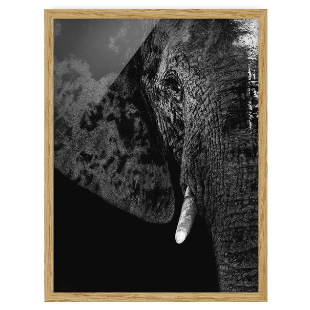 Tavlor med ram svart och vitt African Elephant black and white