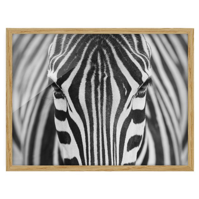 Tavlor med ram djur Zebra Look