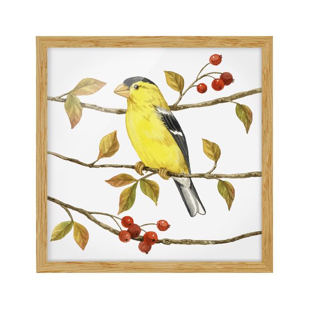 Tavlor retro Birds And Berries - American Goldfinch