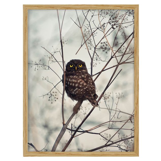 Tavlor djur Owl In The Winter