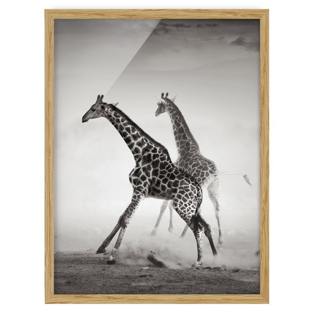 Tavlor med ram djur Giraffe Hunt