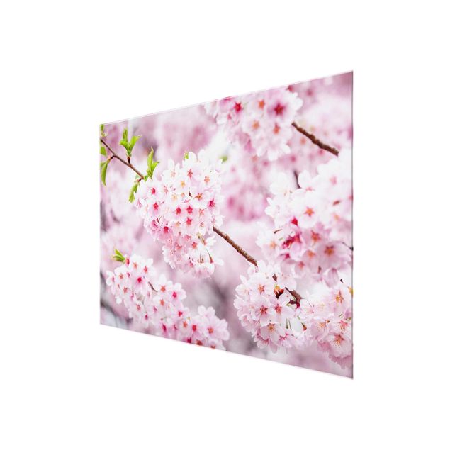 Tavlor rosa Japanese Cherry Blossoms